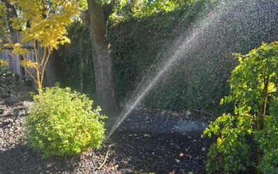 Low Maintenance Landscaping Sacramento: Backyard Ideas That Last